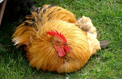 Chittagong chicken
