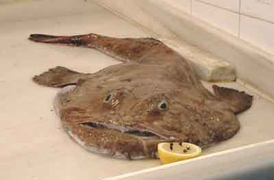 crapaud (de mer)