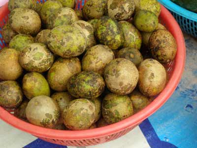 mangaba