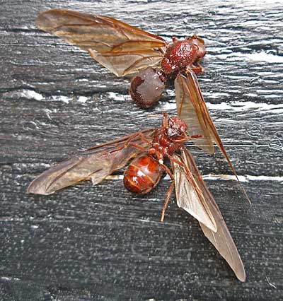 chicatanes