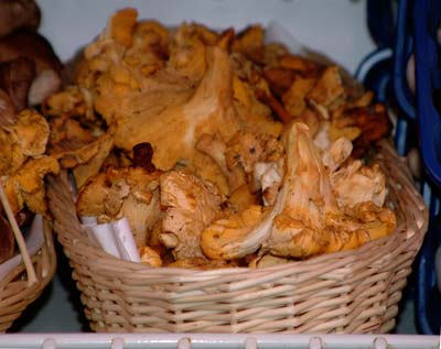 chanterelle