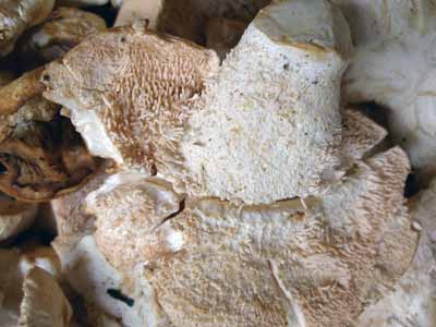 hedgehog fungus