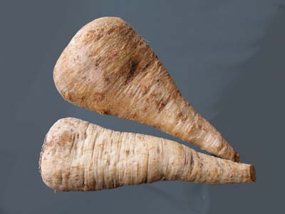steinseljurót